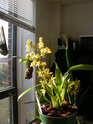 Oncidium Twinkle DSCN1289.JPG