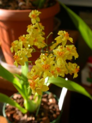 Oncidium Twinkle DSCN1287.JPG