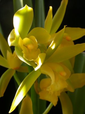 Cymbidium Gloden Elf DSCN1278.JPG