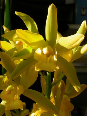 Cymbidium Gloden Elf DSCN1280.JPG