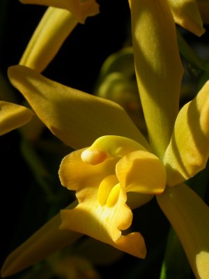 Cymbidium Gloden Elf DSCN1284.JPG
