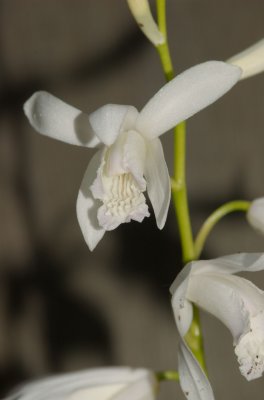 2008-06-16 Bletilla striata alba 003.jpg
