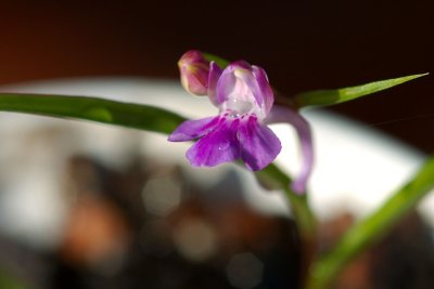 2008-06-16 P. graminifolia 050.jpg