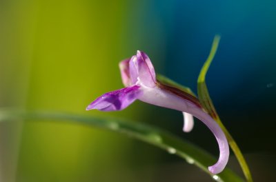2008-06-16 P. graminifolia 053.jpg