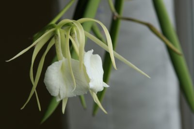 2008-12-06 Brassovola nodosa.jpg