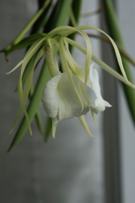 2008-12-06 Brassavola nodosa1.jpg