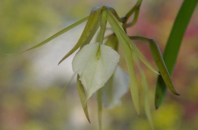 Brassavola nodosa DSC_0198.jpg