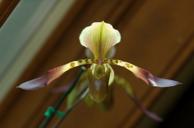 DSC_0063.jpg
