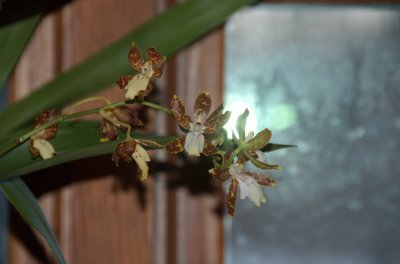 DSC_0073.jpg