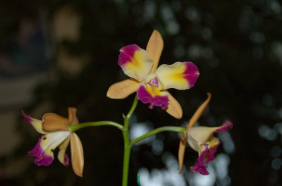 DSC_0230.jpg