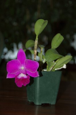 DSC_0232.jpg