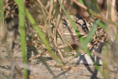 Fowler's toad Rondeau PP CGCT Southern Ontario 2 089.jpg