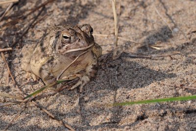 Fowler's toad Rondeau PP CGCT Southern Ontario 2 115.jpg