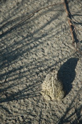 Fowler's toad Rondeau PP CGCT Southern Ontario D70 114.jpg