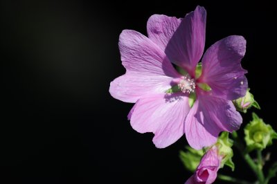 DSC_0016.jpg