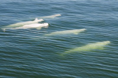 Beluga whales DSC_0559.jpg