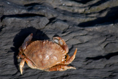invertebrates