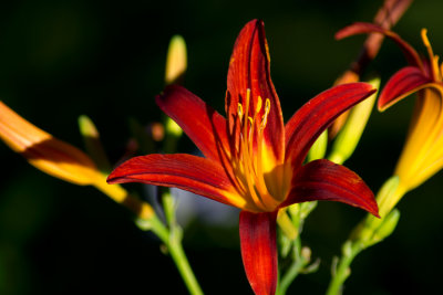 flora