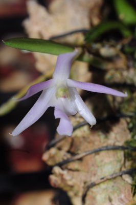 Leptotes unicolor January 220.jpg