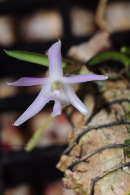 Leptotes unicolor January 222.jpg