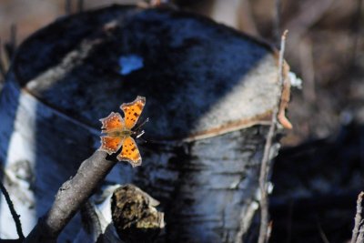 TransCanada Trail Stittsville Gray Comma.jpg