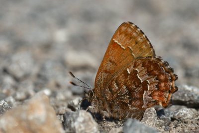 TransCanada Trail Stittsville Callophrys niphon.jpg
