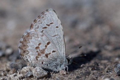 TransCanada Trail Stittsville Celastrina lucia.jpg
