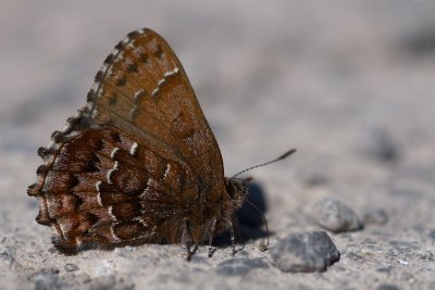 Callophrys niphon Whistler rd Constance Bay DSC_0893.jpg