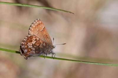 Callophrys niphon Whistler rd Constance Bay DSC_0949.jpg