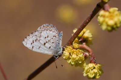 Celastrina lucia Whistler rd Constance Bay DSC_0992.jpg