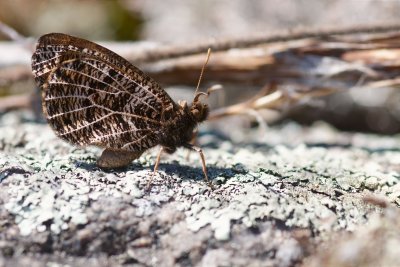 Chryxus arctic T.A. Dolan Parkway DSC_1150.jpg