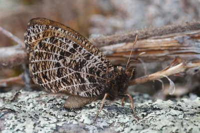 Chryxus arctic T.A. Dolan Parkway DSC_1156.jpg