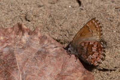 Callophrys niphon Whistler road Constance Bay DSC_0929.jpg