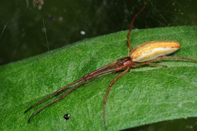 2010_05_25 Islands near Salaberry-de-Valleyfield Tetragnatha sp DSC_0125.jpg