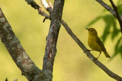 2010_05_25-26 CGCT Yellow Warbler Southern Qc 137.jpg