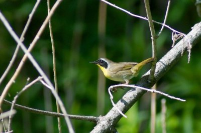 2010_06_02-03 Common Yellow throat Sorel 337.jpg