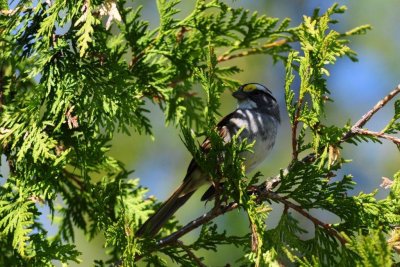 CGCT White Throated Sparrow Marlborough 178.jpg