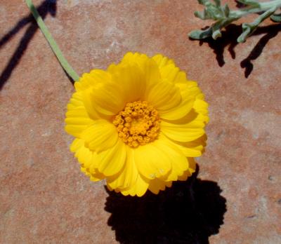 2004-05-09 Desert Sunflower1.jpg