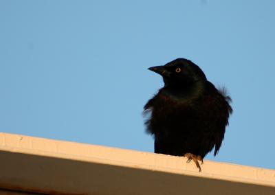 2005-04-11 Grackle Ottawa Rideau River 018_edited.JPG