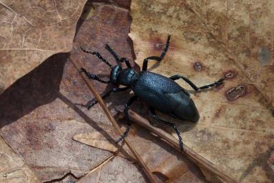 2005-04-26 Mont-St-Hilaire Meloidae  Blister beetle DSC_0017.jpg