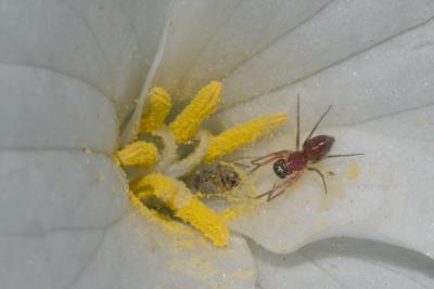 Dictynidae male and female on Trillium flower Oka PP_DSC_0067.jpg