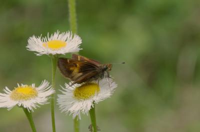 Hobomok Skipper Lac St-Charles Gatineau Quebec DSC_0107.jpg