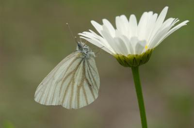 Veined white Lac Saint-Charles Gatineau Hills Quebec DSC_0143.jpg