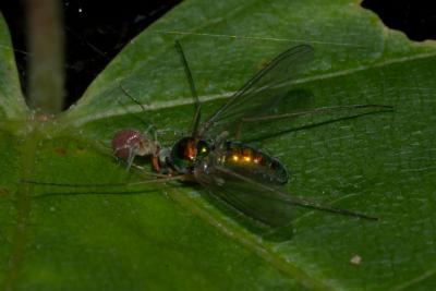 Dictynidae eating Dolychopodidae Morgan Arboretum DSC_0164.jpg