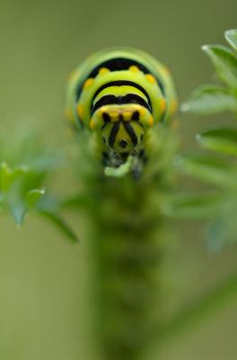 Black swallowtail caterpillar eating parsley Ste-Anne-de-Bellvue DSC_0195.jpg