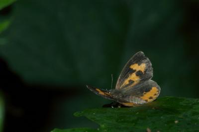 Fenesica tarquinius - Harvester Oka PP DSC_0223.jpg