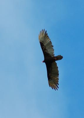 2005-05-07 Turkey vulture Barro Colorado Island Panama DSC_0132.JPG