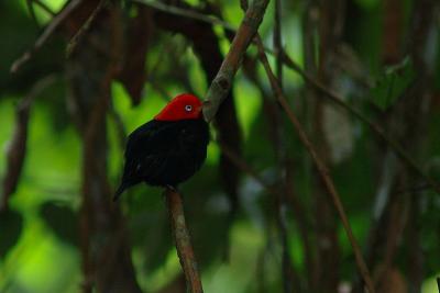 2005-05-07 Red capped manakin Barro Colorado Island Panama DSC_0246.JPG