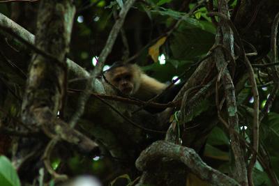 2005-05-07 White face monkey Barro Colorado Island Panama DSC_0258.JPG