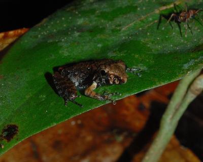 2005-05-08 Frog and ant mimic salticidae Barro Colorado Island Panama DSC_0398.JPG